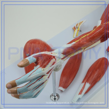 Modèle Anactomical de haute qualité de bras de muscle de PNT-0331 à vendre